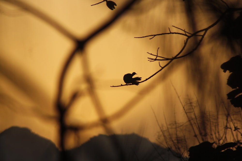 a silhouette of a bird sitting on a tree branch