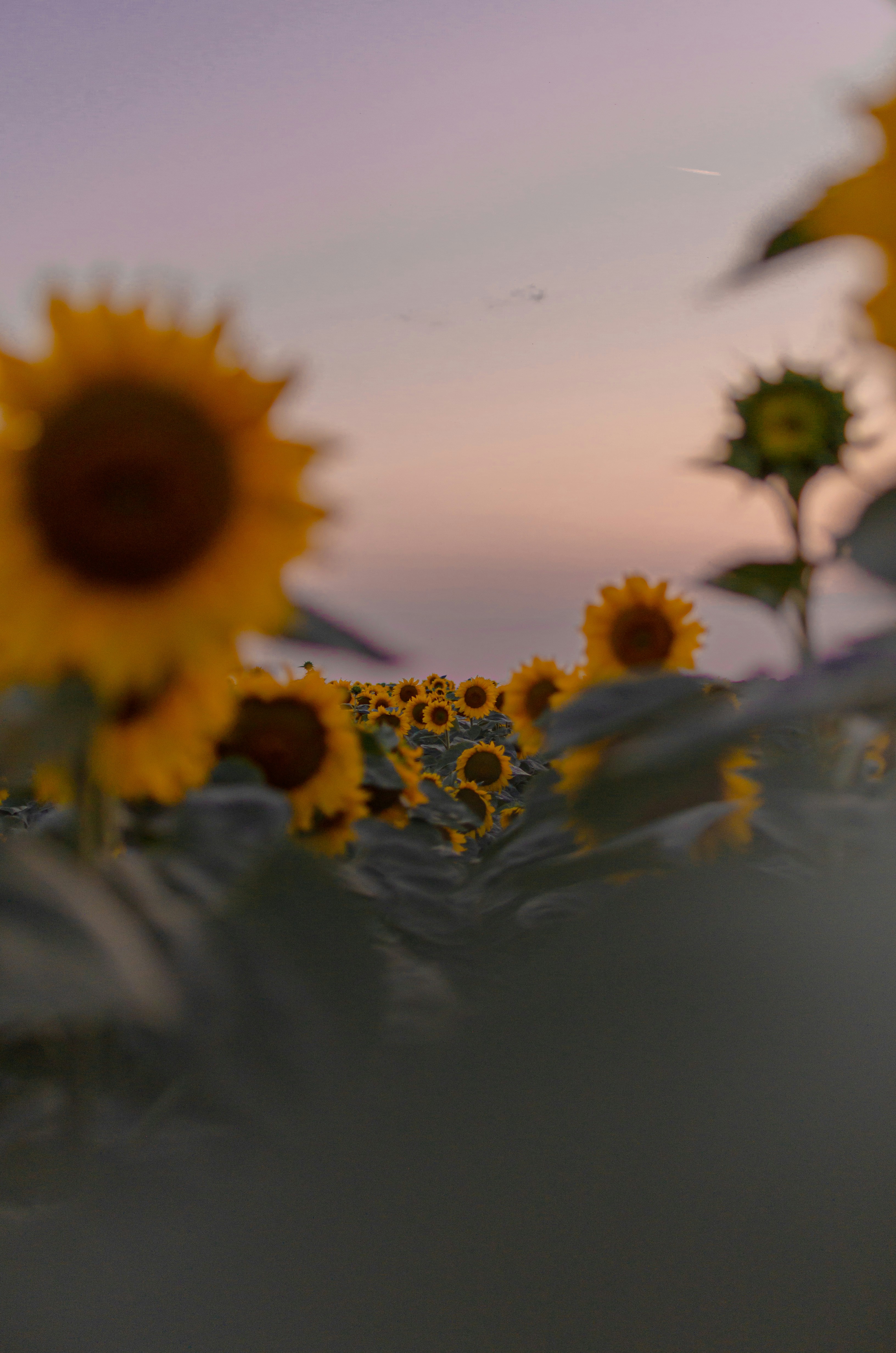 a field of sunflowers with a purple sky in the background