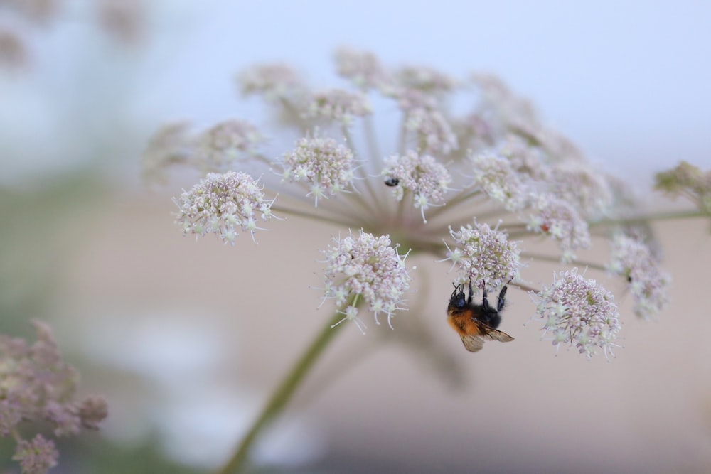Un par de abejas sentadas encima de una flor blanca