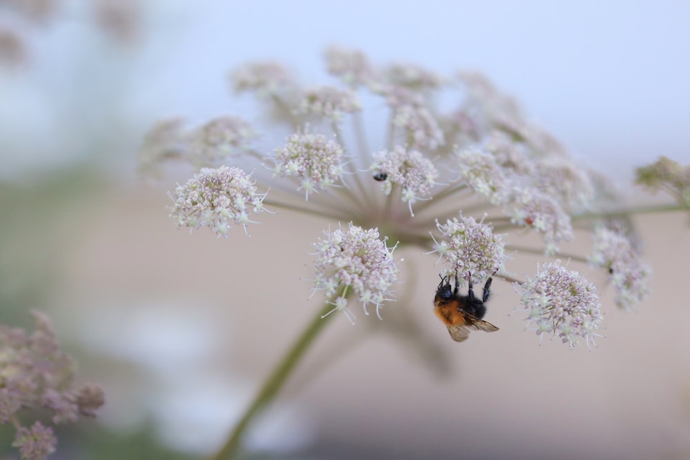 un paio di api sedute sopra un fiore bianco