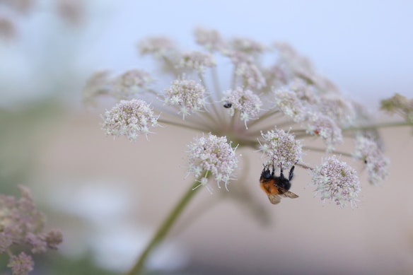 A bee is perched on delicate, white-petaled flowers with soft, intricate details. The background is a gentle blur, showcasing a combination of warm and cool tones, highlighting the fragile beauty of nature.
