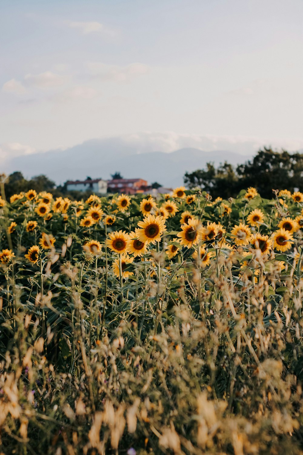 a field of sunflowers with a house in the background