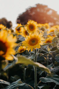 A warm photo of volunteers planting sunflowers in a community garden, symbolizing growth and hope.