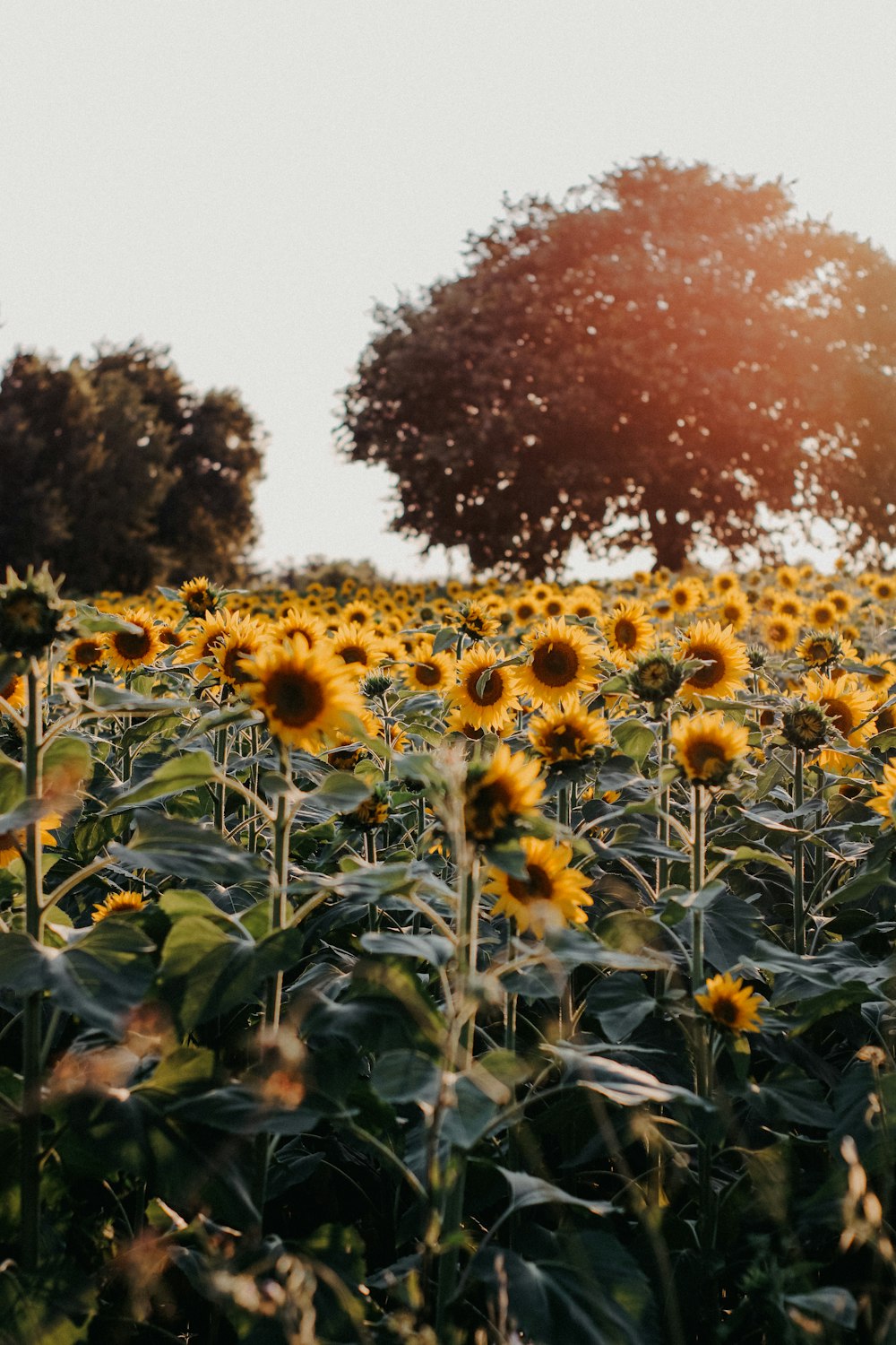 a large field of sunflowers with trees in the background
