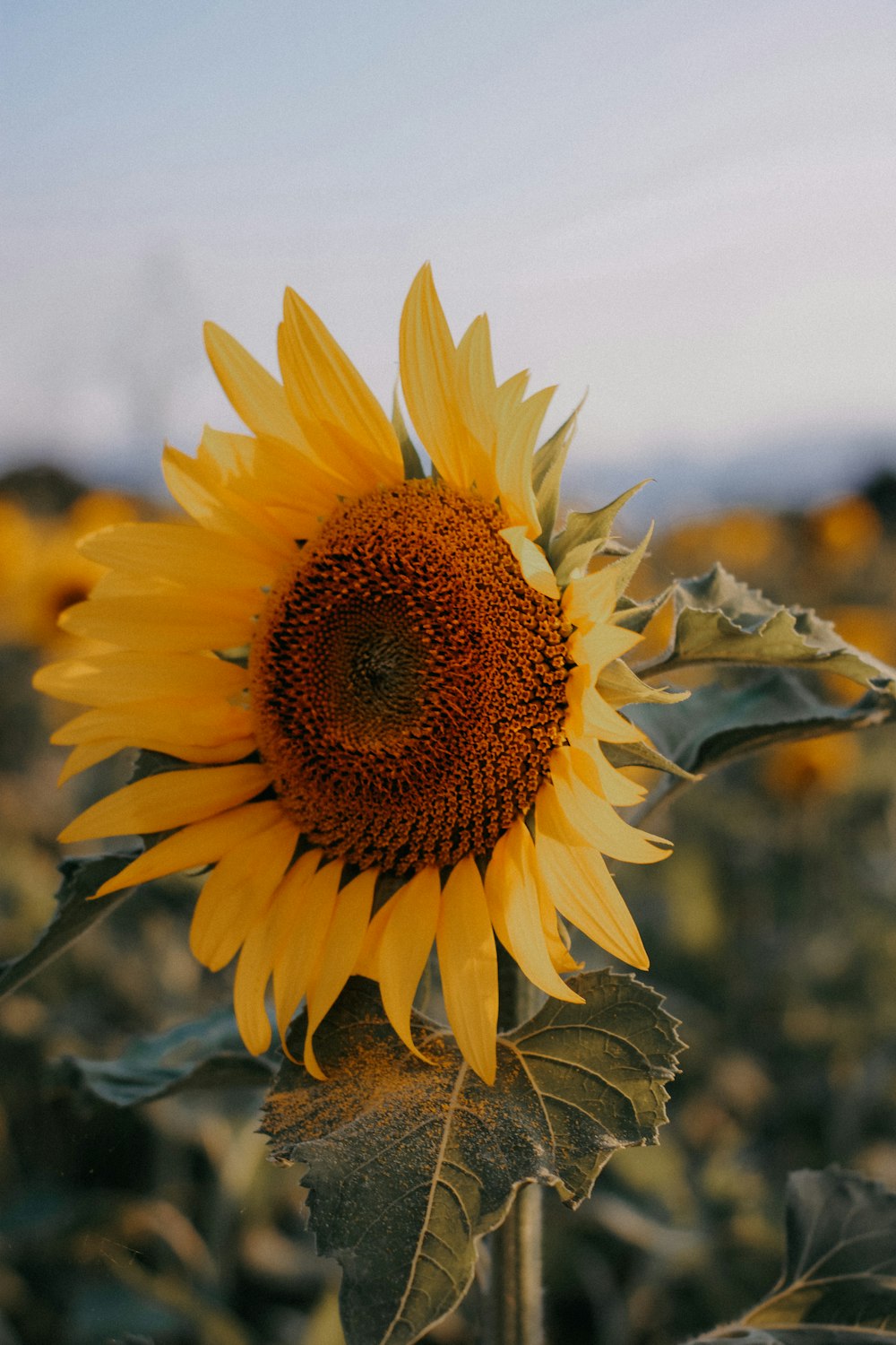 a large sunflower in a field of sunflowers