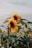 Two sunflowers with vibrant yellow petals and dark brown centers stand tall among green foliage. The lighting suggests a serene late afternoon or early morning scene, highlighting the texture of the leaves and the gentle curves of the flower petals. The sky appears soft and muted in the background.