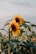 Two sunflowers with vibrant yellow petals and dark brown centers stand tall among green foliage. The lighting suggests a serene late afternoon or early morning scene, highlighting the texture of the leaves and the gentle curves of the flower petals. The sky appears soft and muted in the background.