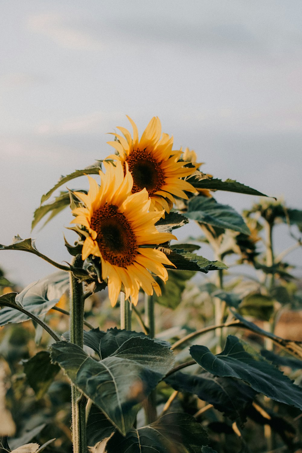 a large sunflower in a field of sunflowers