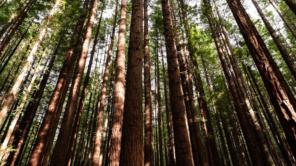 a forest filled with lots of tall trees