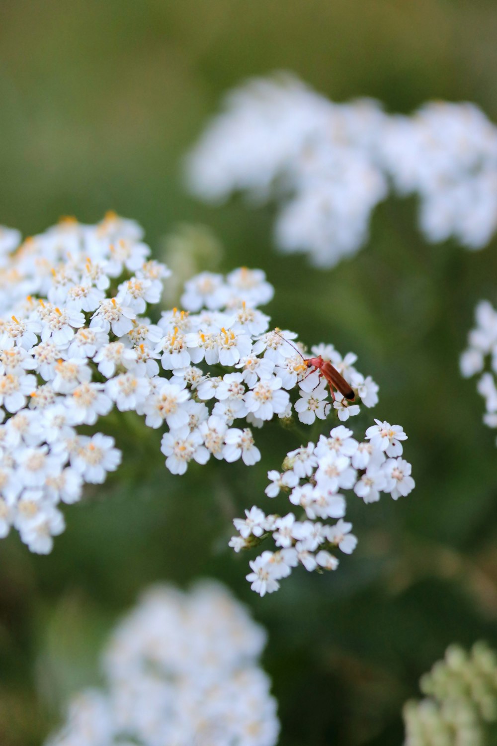 벌레가 흰 꽃에 앉아있다.