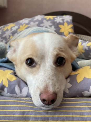 Close-up of a soft, calming pet bed with gentle pastel colors and a small paw print logo.