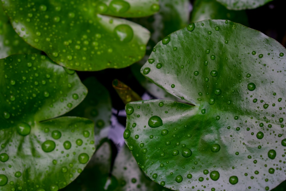 a close up of a green leaf with water drops