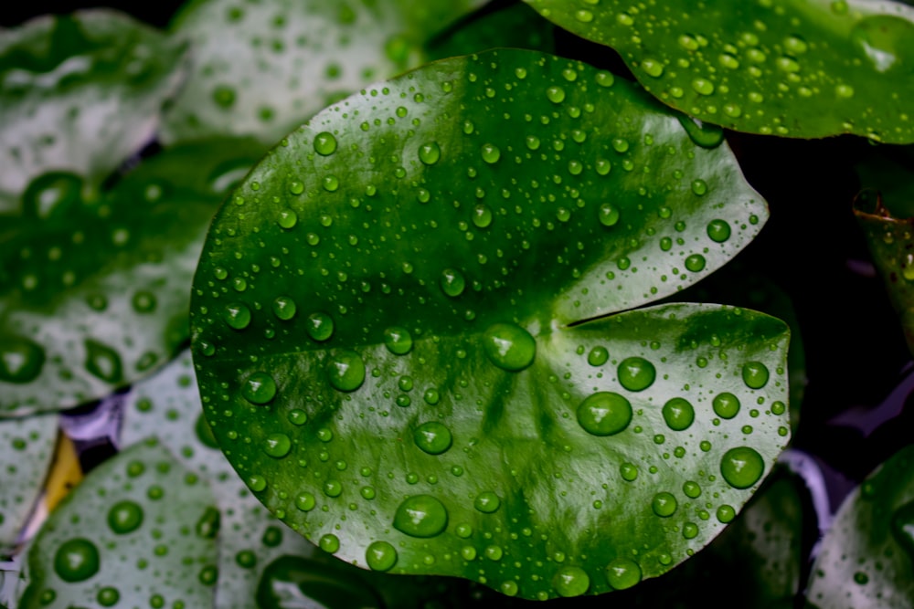 a green leaf with water droplets on it