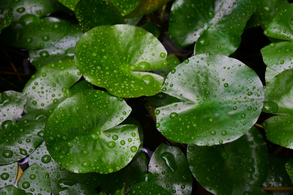 a group of green leaves with water drops on them