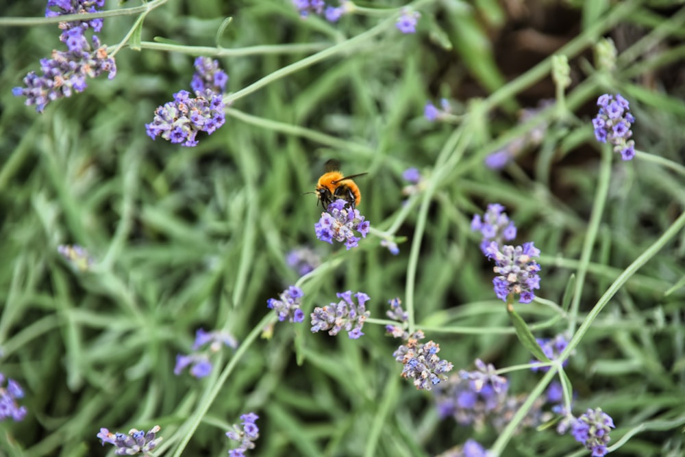 a yellow and black bee sitting on top of a purple flower