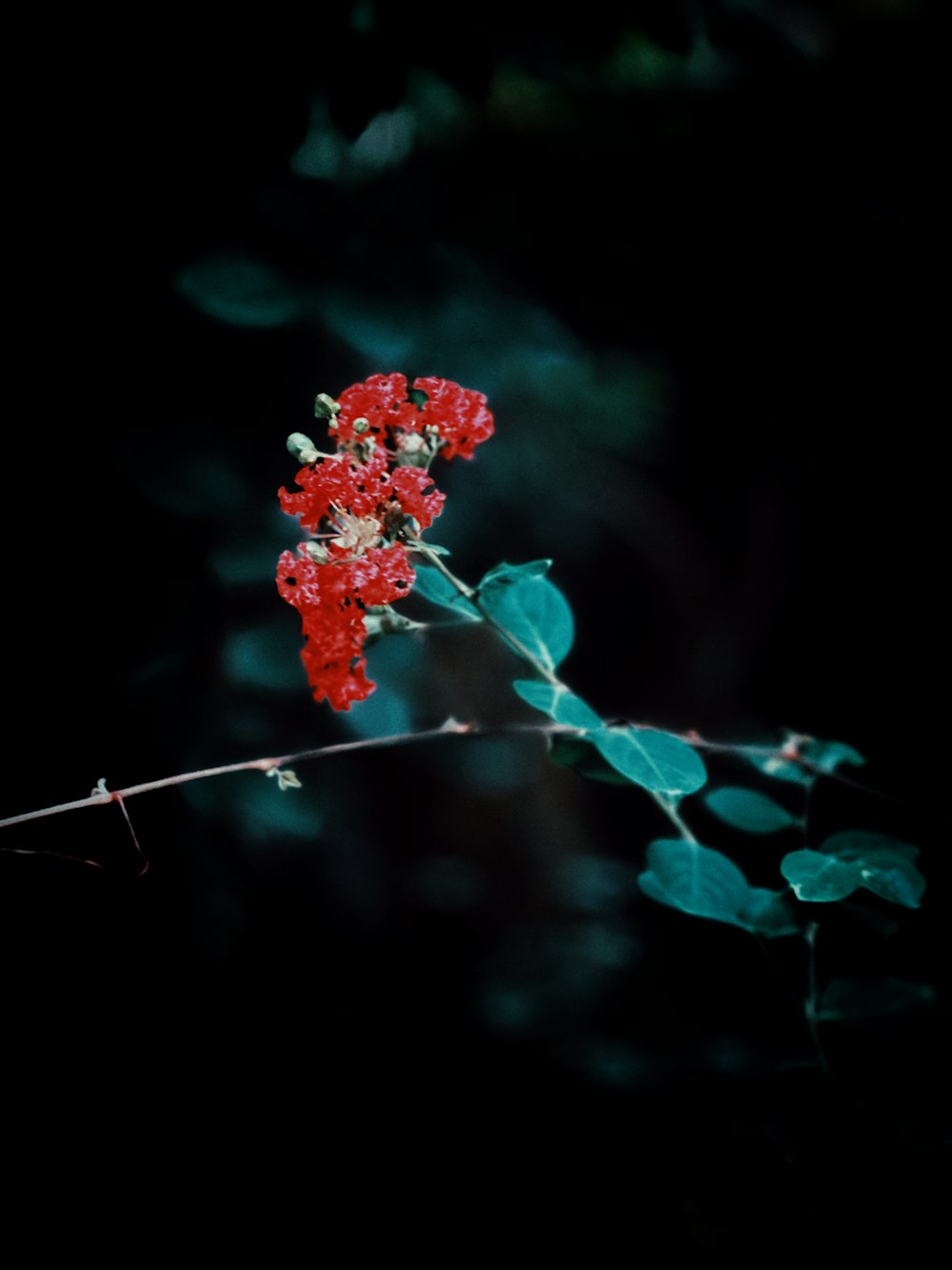 a red flower with green leaves on a black background