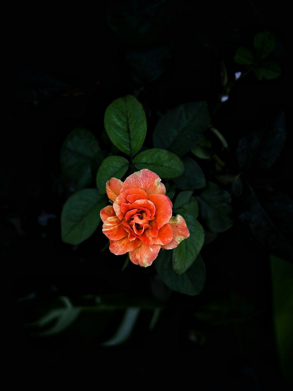 an orange flower with green leaves in the background