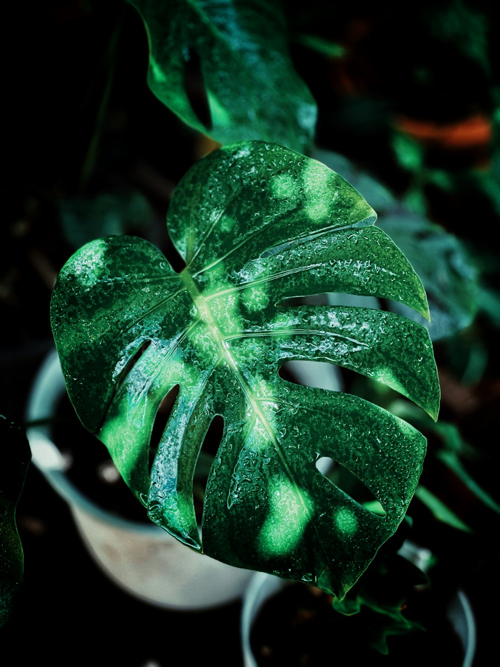 a close up of a green leaf on a plant