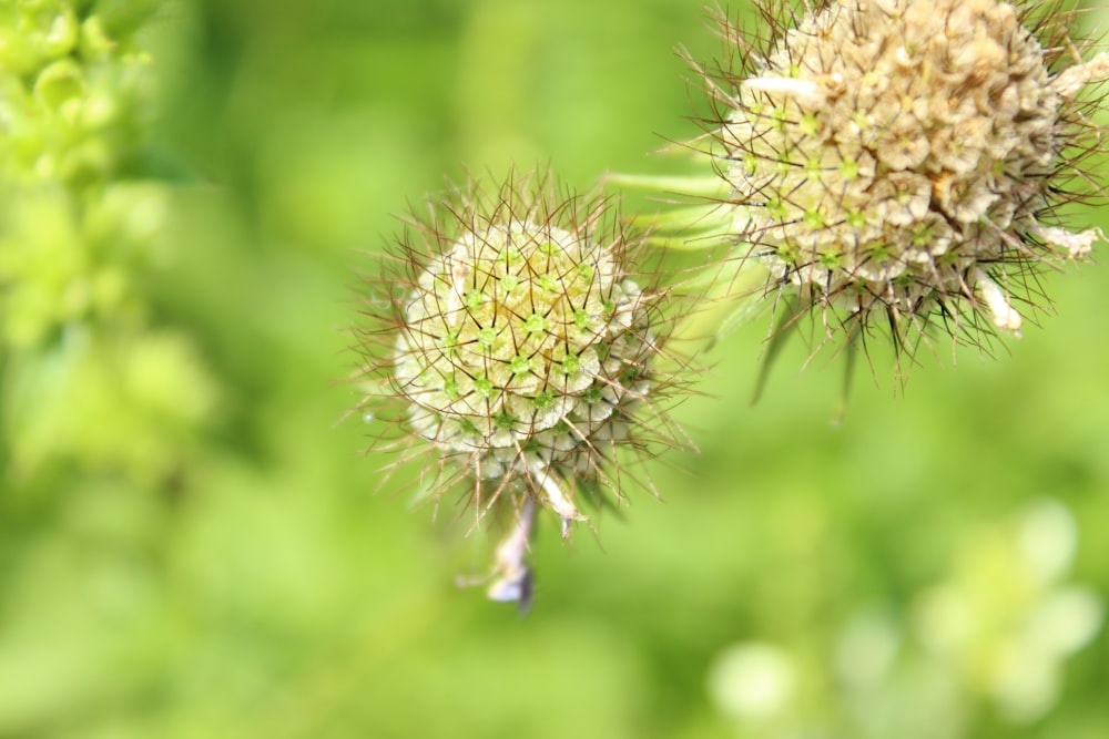 a close up of a flower on a plant