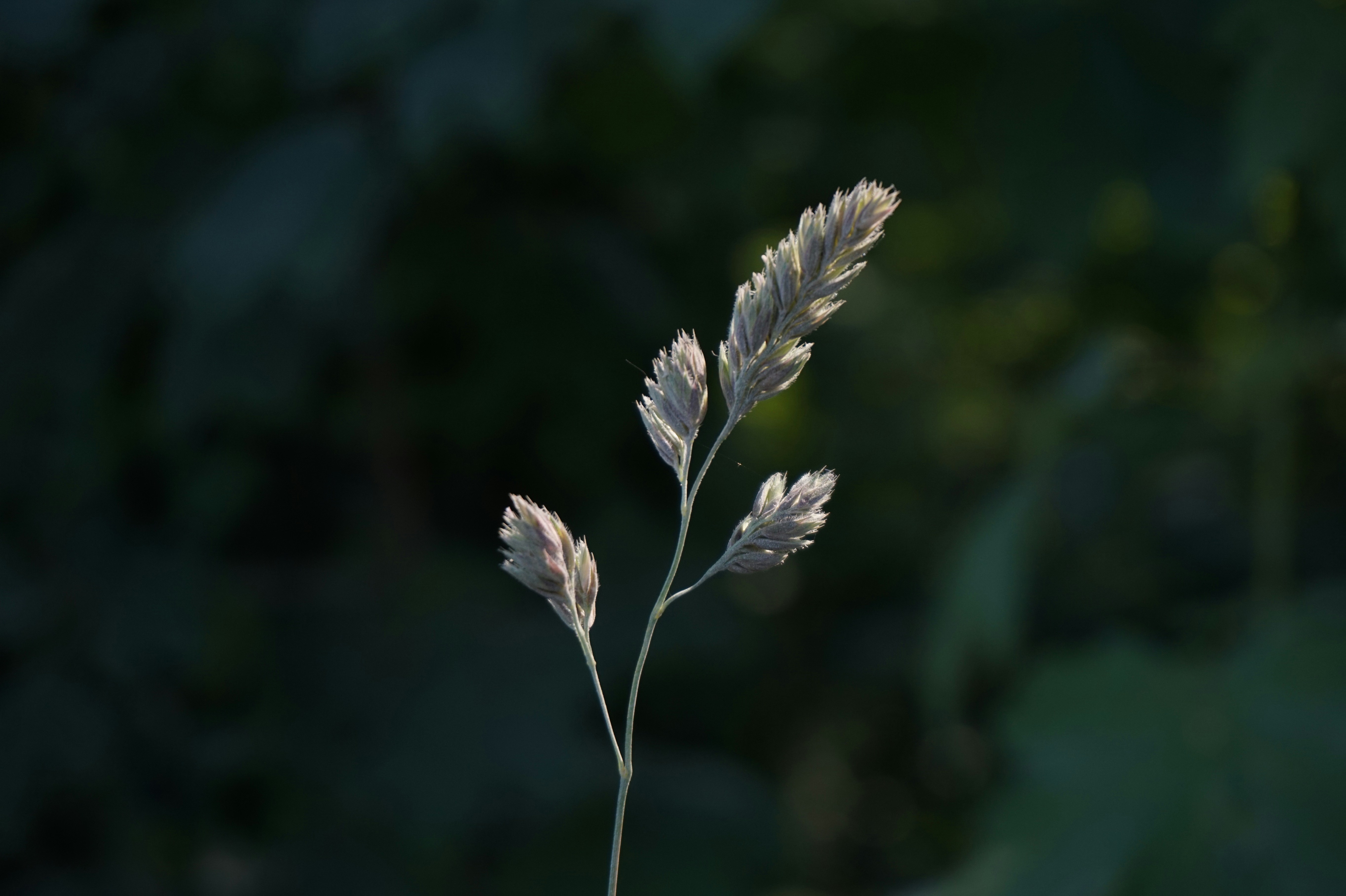 a close up of a plant with a blurry background