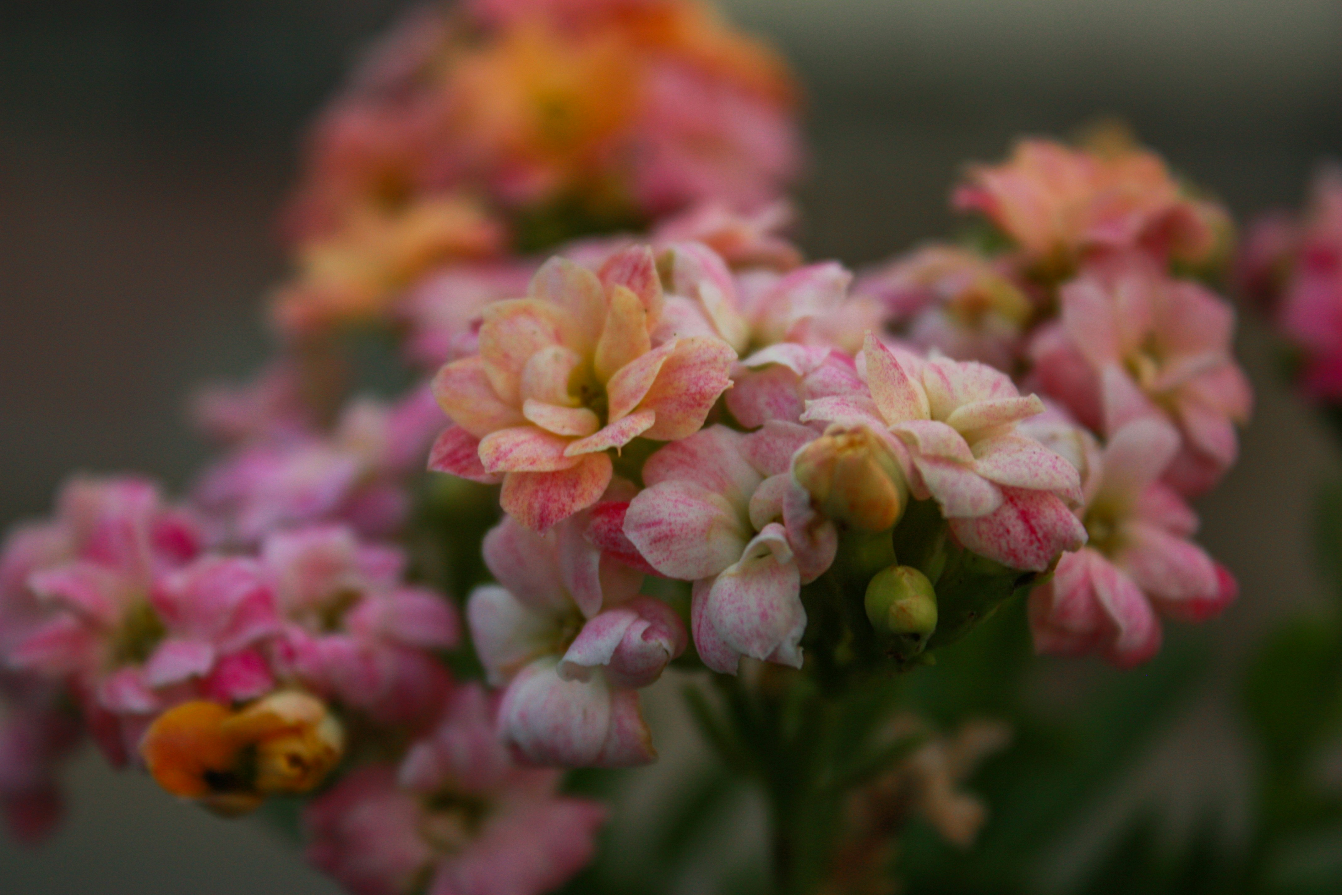 Photo by neelakshi_singh_