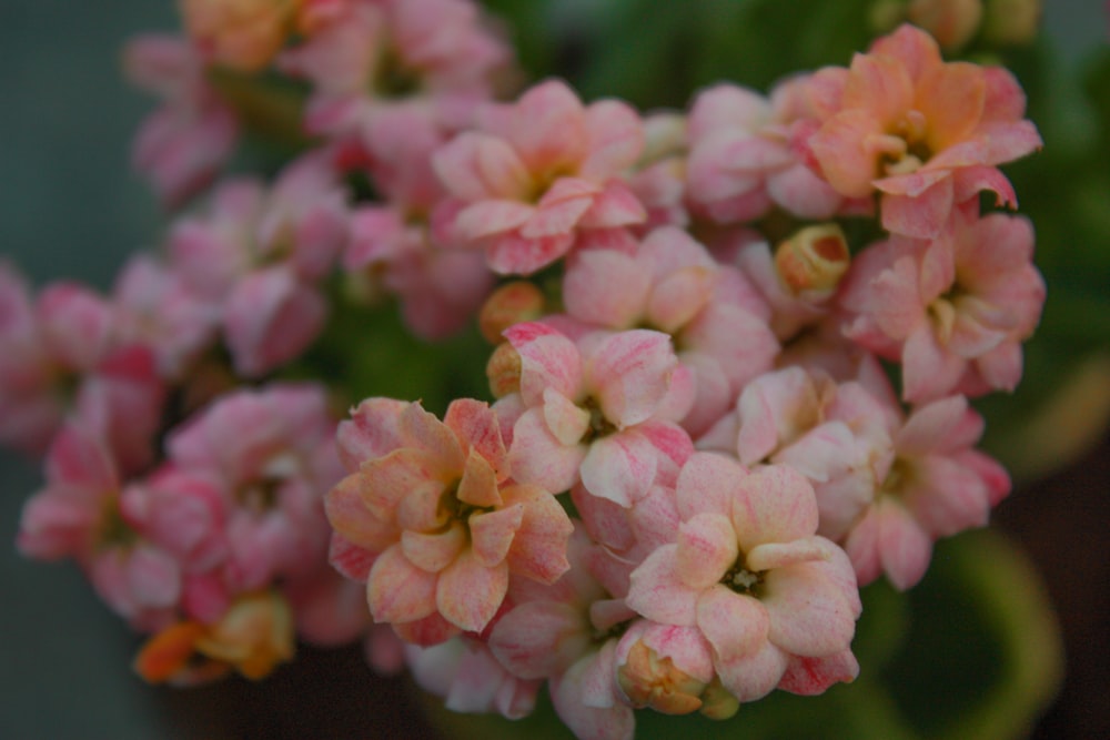 a close up of some pink flowers in a pot