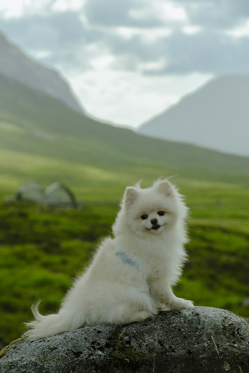 a small white dog sitting on top of a rock