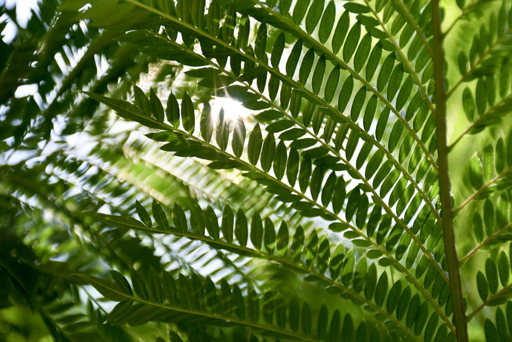 a close up of a green plant with lots of leaves