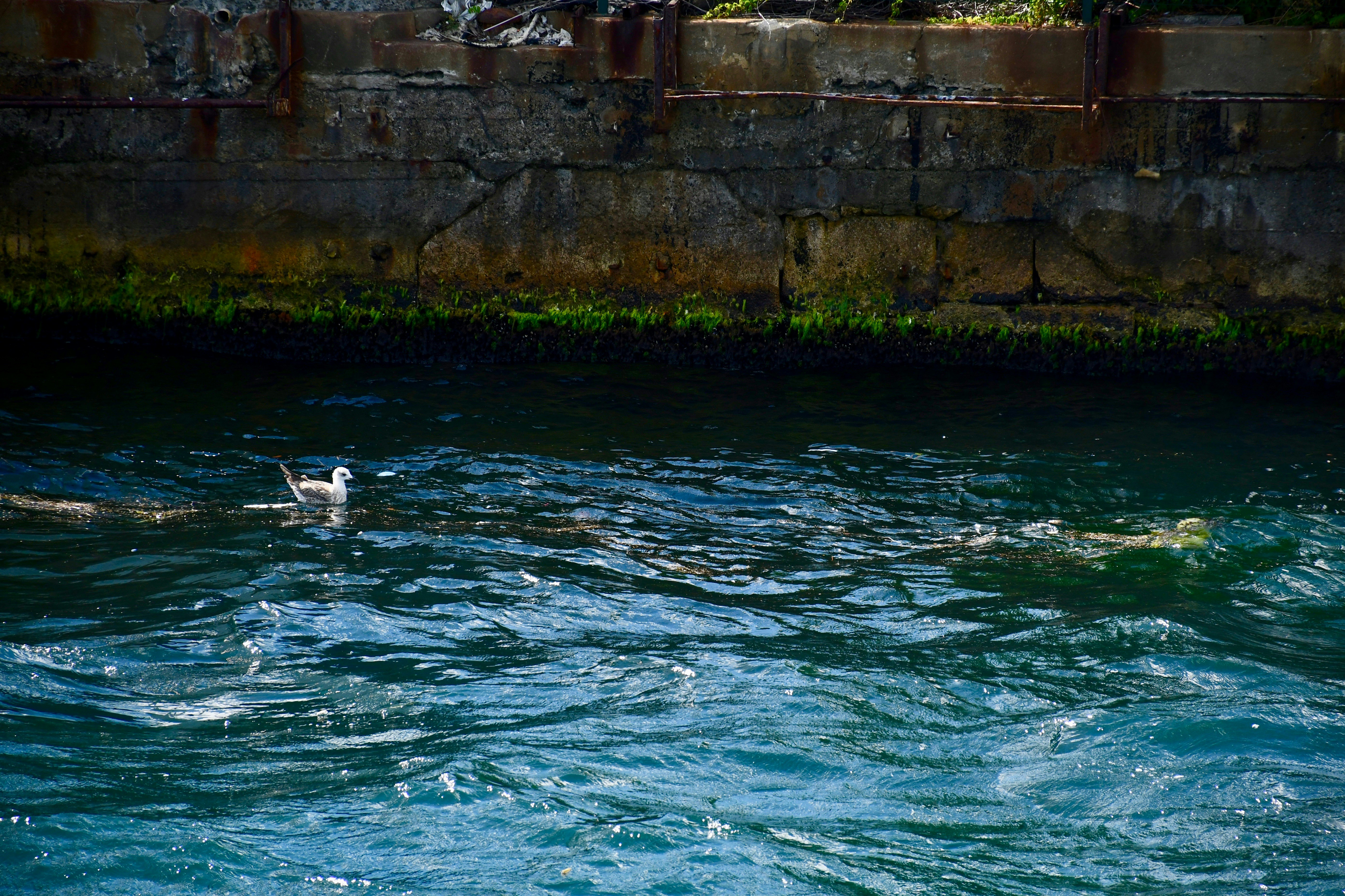 a dog swimming in a body of water