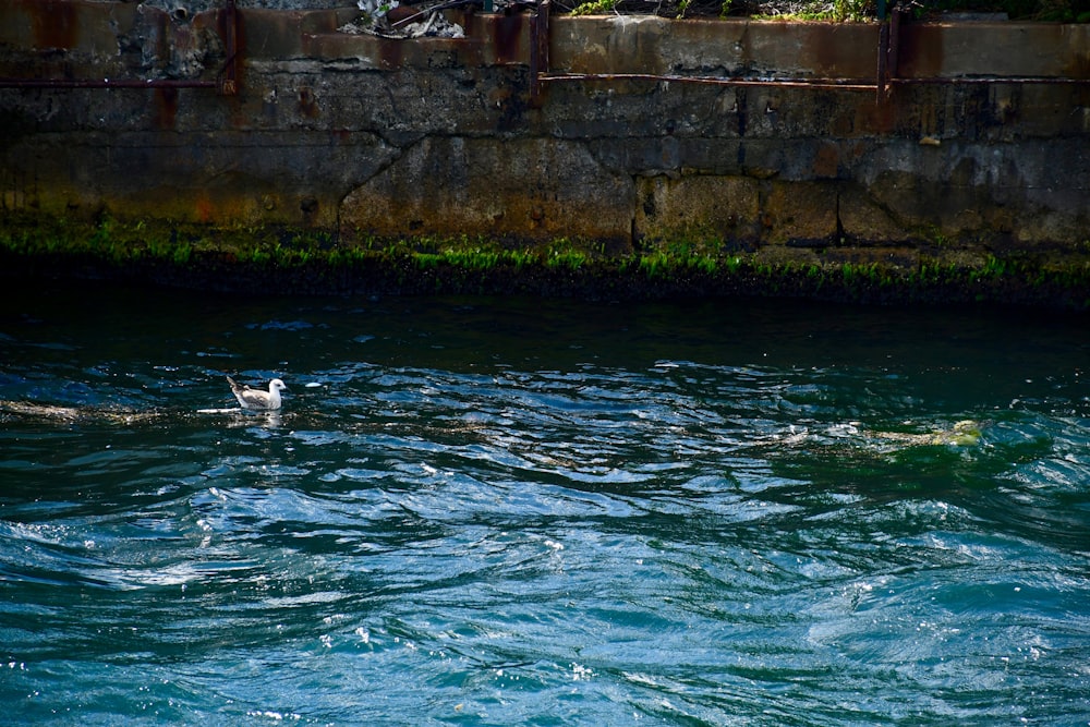 a dog swimming in a body of water