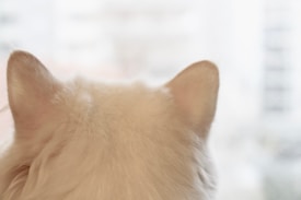 The image displays the back view of a fluffy white animal, likely a cat or a dog, characterized by prominent ears. The background is blurred, suggesting an indoor environment with natural light coming through a window.