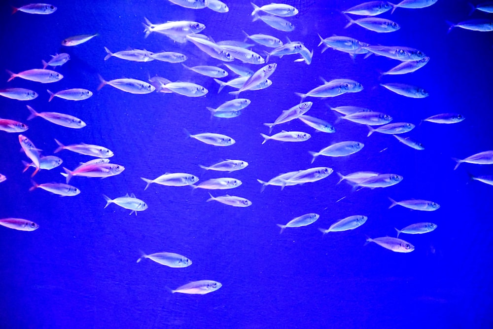 a large group of fish swimming in an aquarium