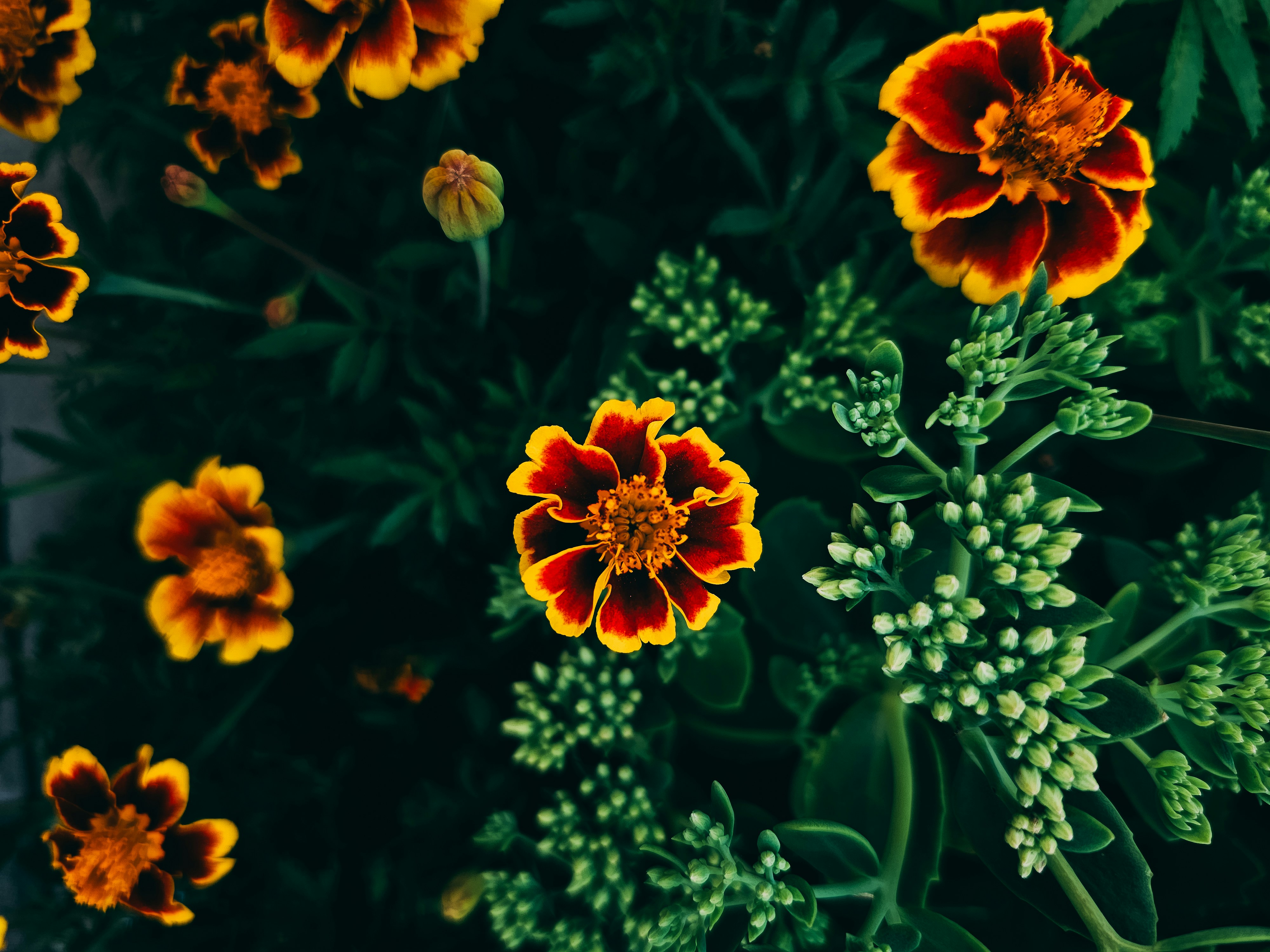 a bunch of flowers that are in the grass