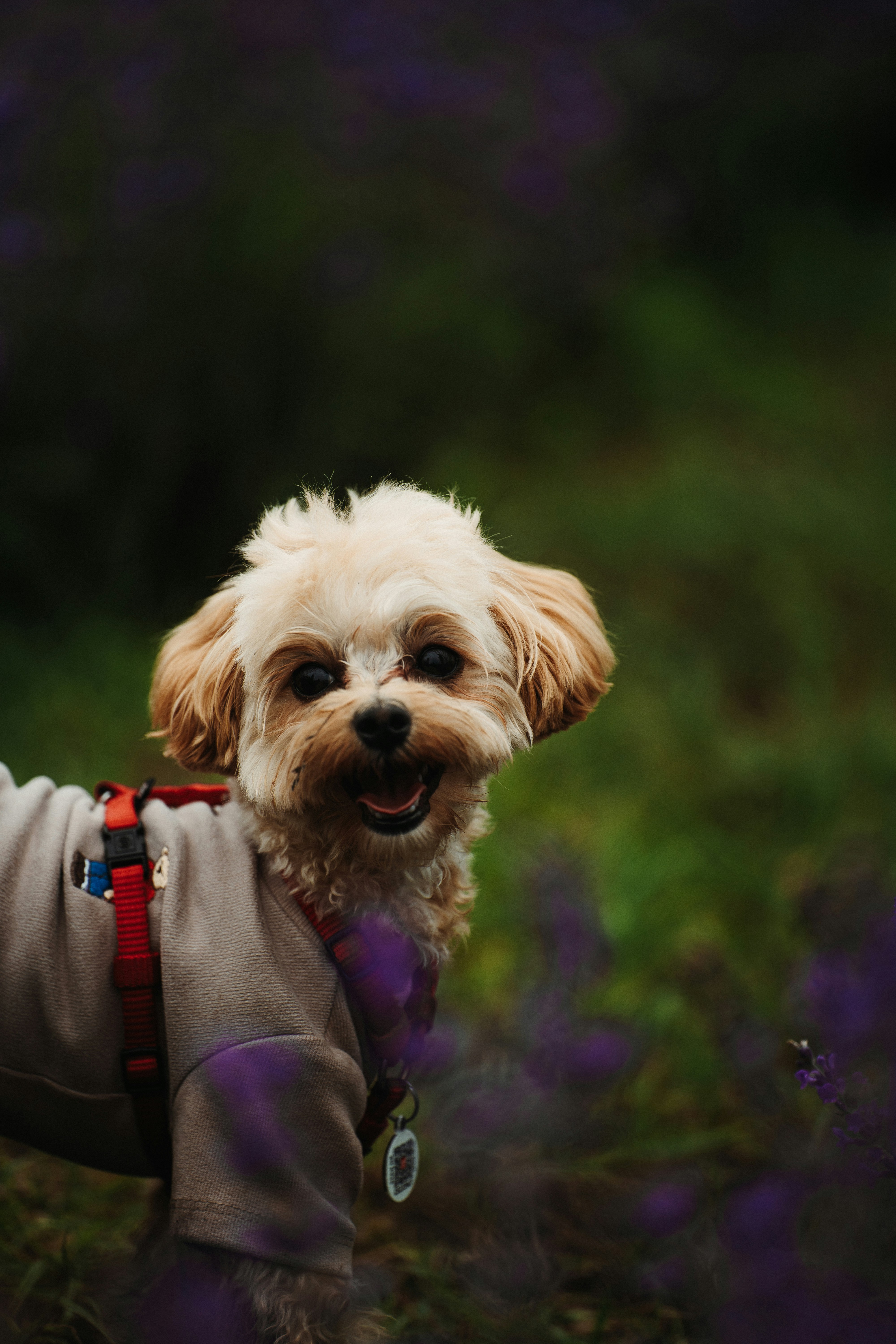 Photo by khodzinskyi