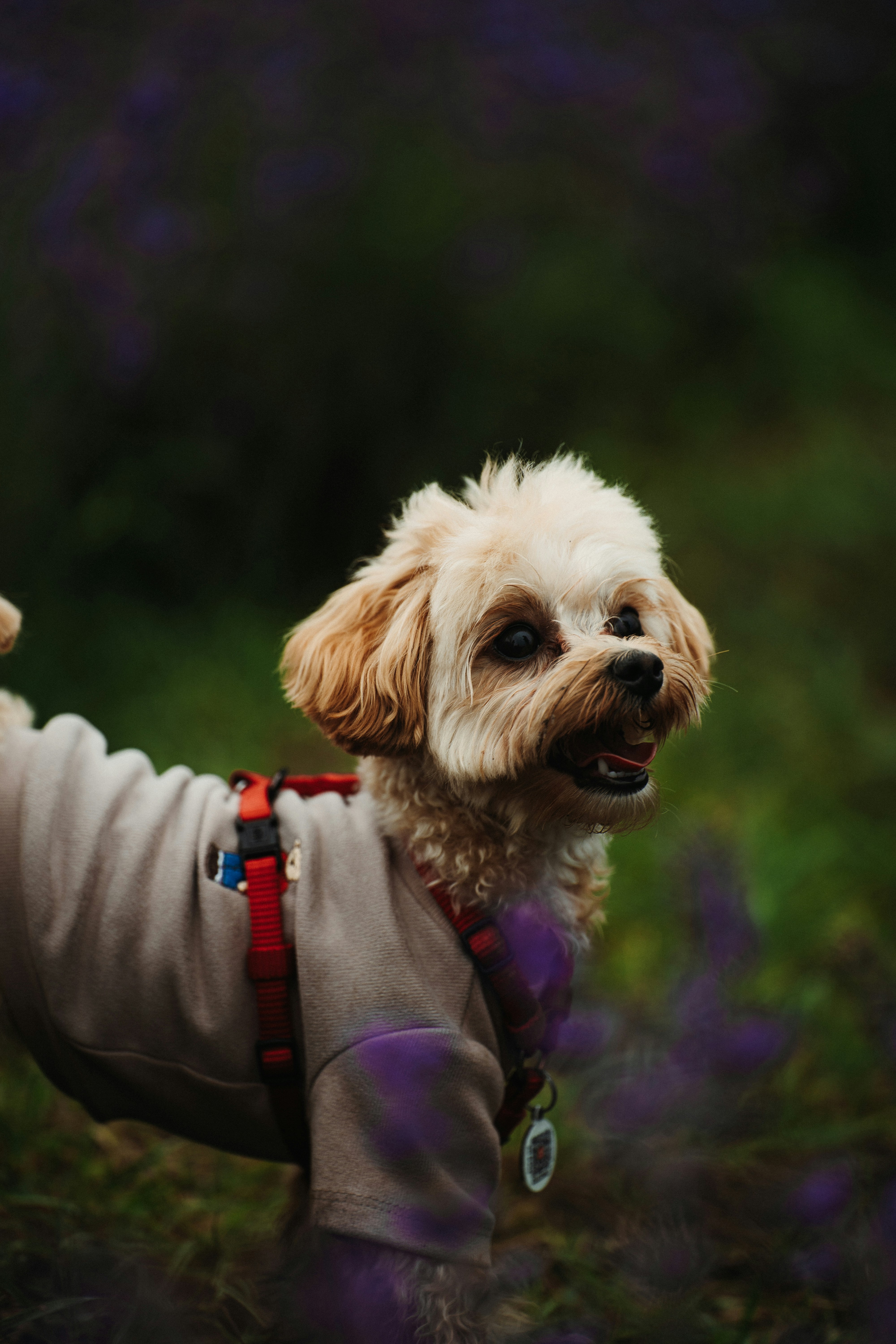 Photo by khodzinskyi