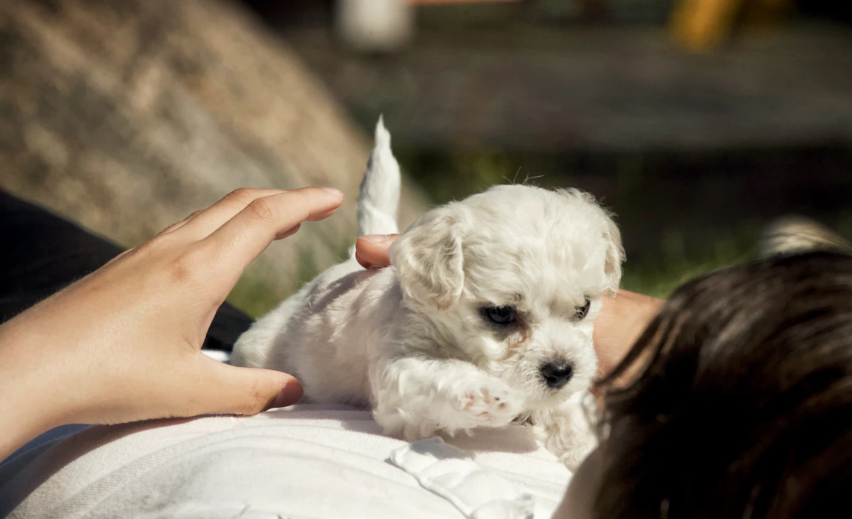 6 Best Win-Back Tools for Veterinary Clinics in 2026
