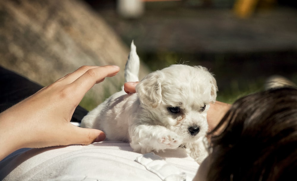 a small white dog being held by a person