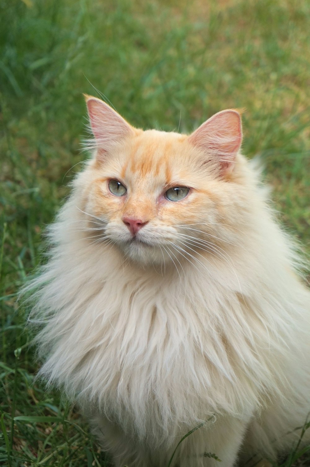 an orange and white cat sitting in the grass