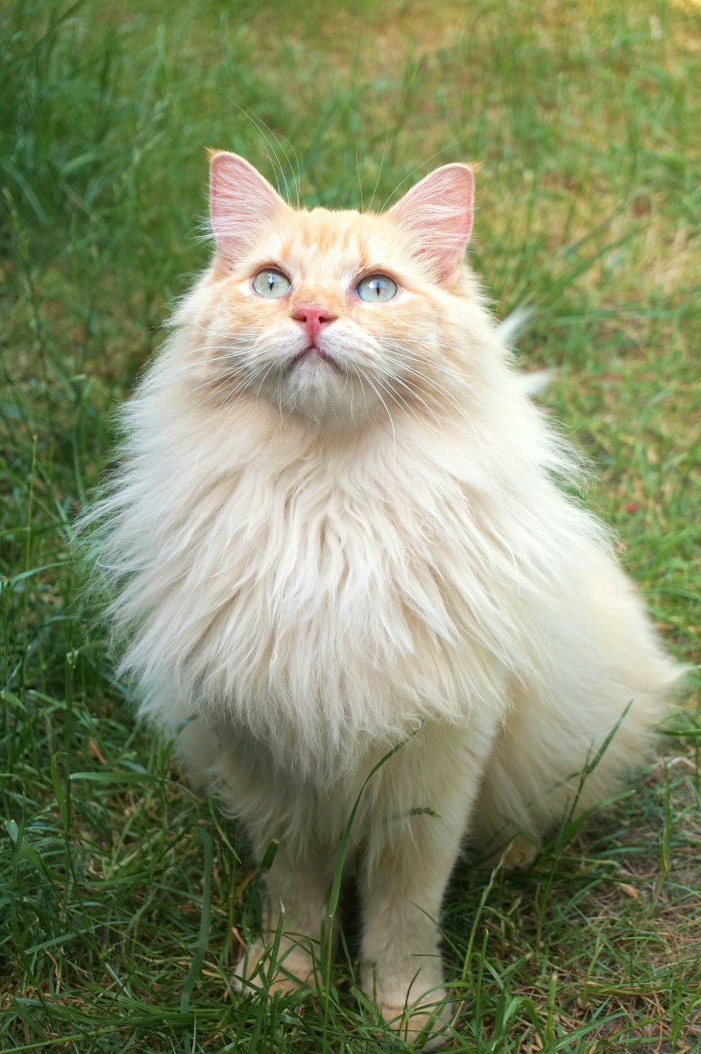 a fluffy white cat sitting on top of a lush green field