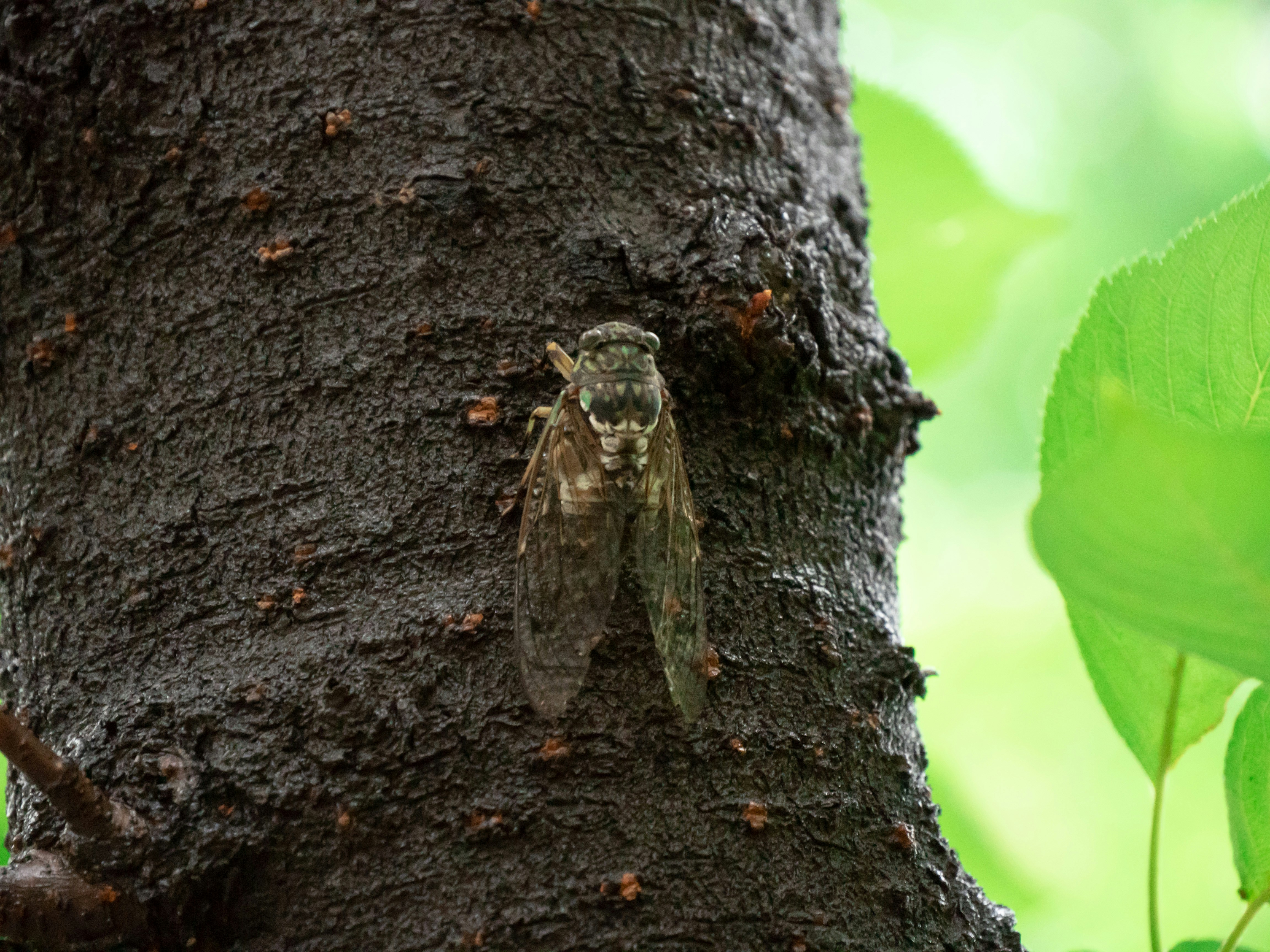 a close up of a small insect on a tree