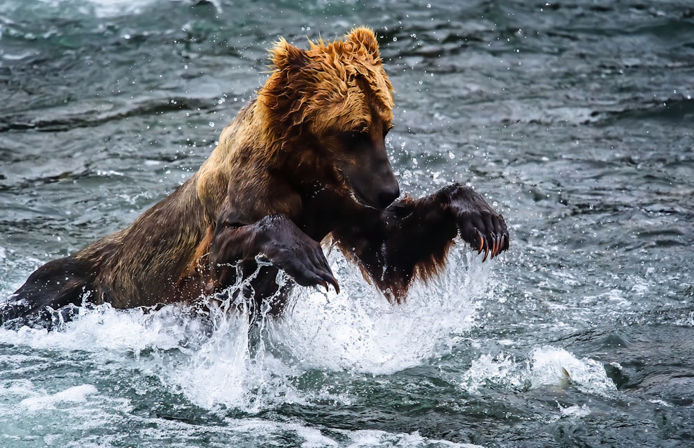 two bears fighting in a body of water