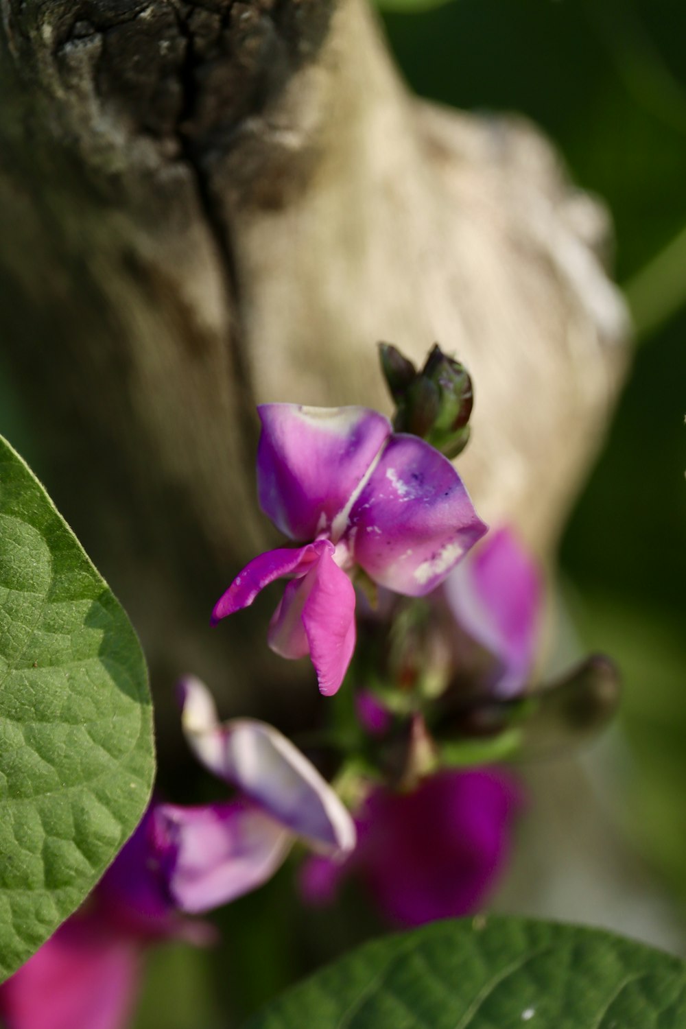 a close up of a purple flower on a tree