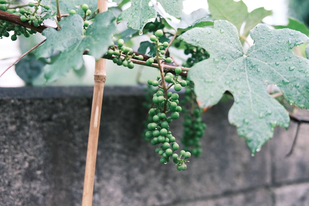 Growing Your Own Grapes Tips for a Bountiful Garden