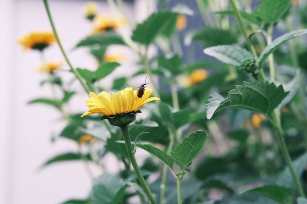 a bee is sitting on a yellow flower