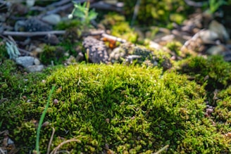 Close-up of vibrant green moss on a forest floor, softly lit by morning sun.