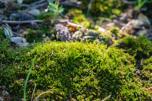 A close-up of moss and tiny wildflowers growing on a forest floor, bathed in soft morning light.