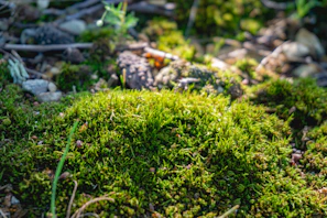 Close-up of vibrant green moss on a forest floor, softly lit by morning sun.