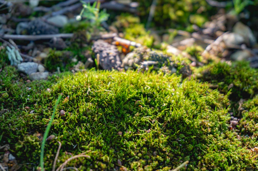 A close-up of moss and small plants thriving on the forest floor, bathed in soft morning light.