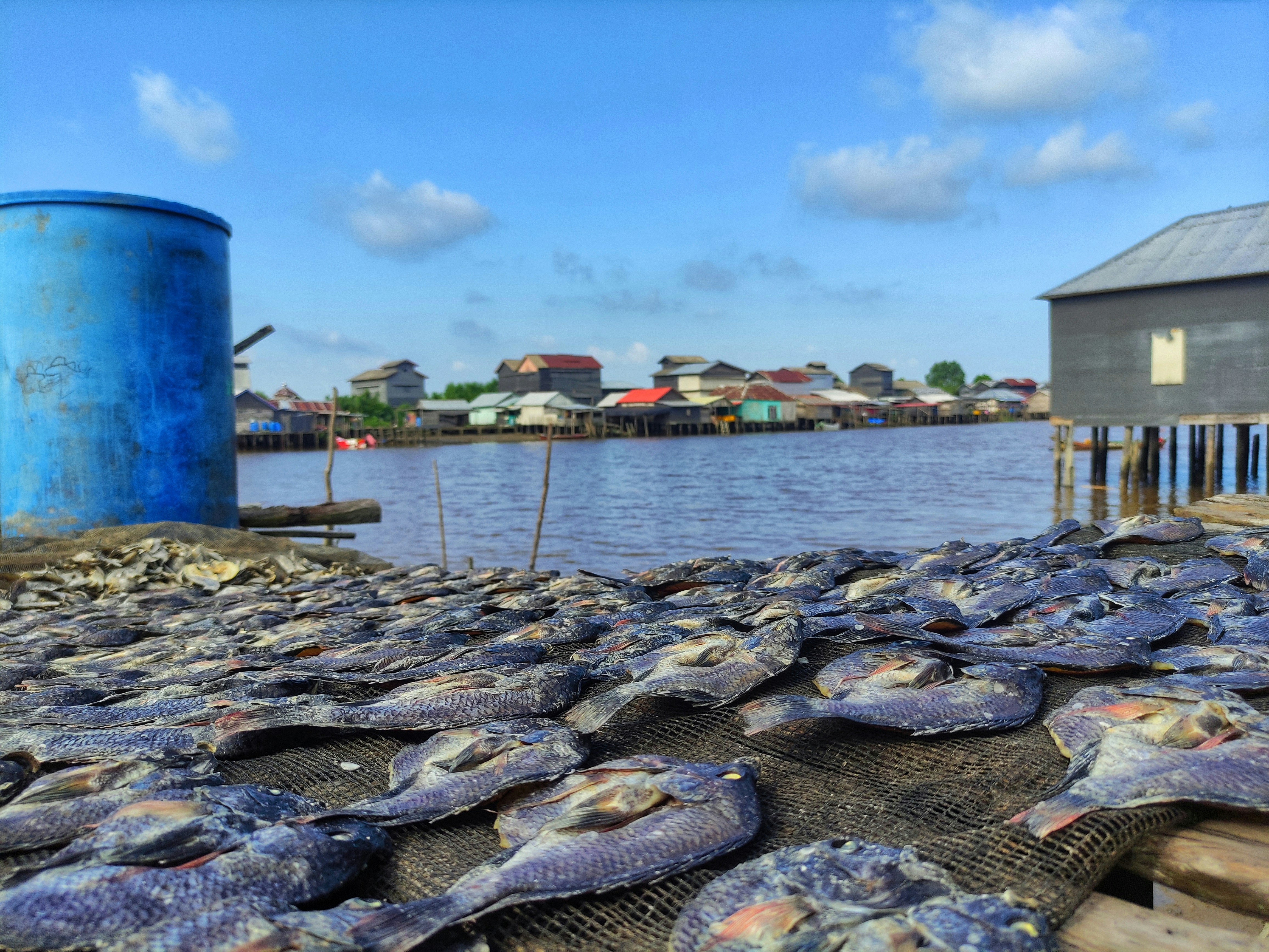 Premium Dried Fish Selection