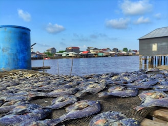 A large number of dried fish are spread out on nets in the foreground, with a blue barrel on the left side. In the background, there are wooden houses on stilts by the water and a clear blue sky with a few clouds.